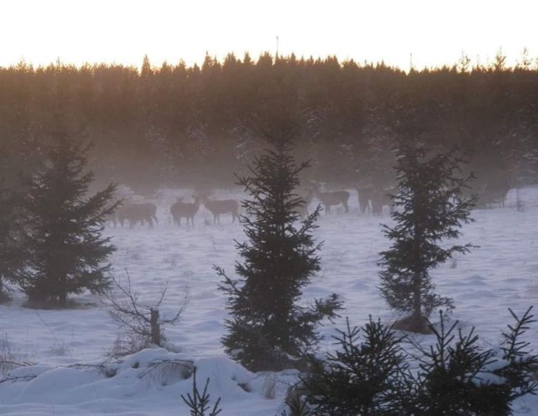 74408608 2840085046022053 1960276447452987392 o 768x593