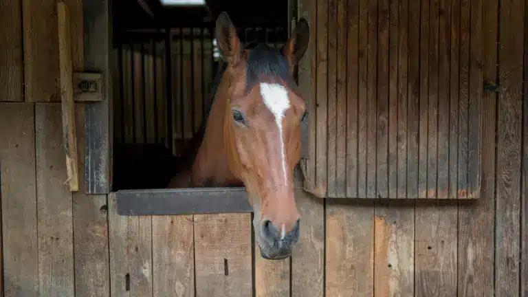 Stall Nynäshamn, Sorunda, Ösmo, Torö, Muskö