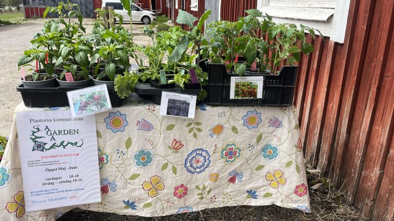 WhatsApp Image 2025 05 10 at 12.51.06 768x432