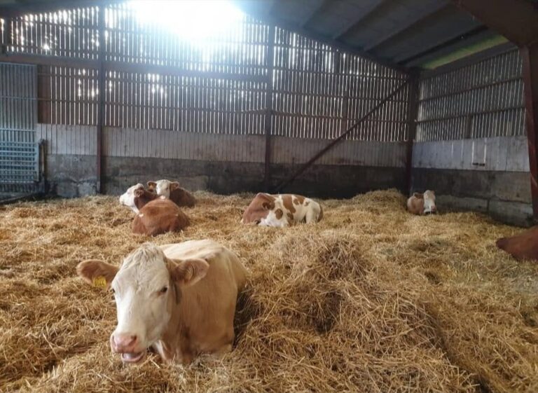 bjorknas gard bild 1 768x561