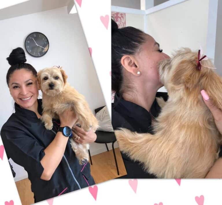 Loreto hundfrisering 9 768x707