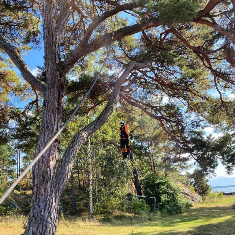 Capital Loggers bild 1 768x768