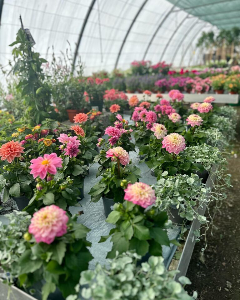 Osmo plantshop 13 768x960