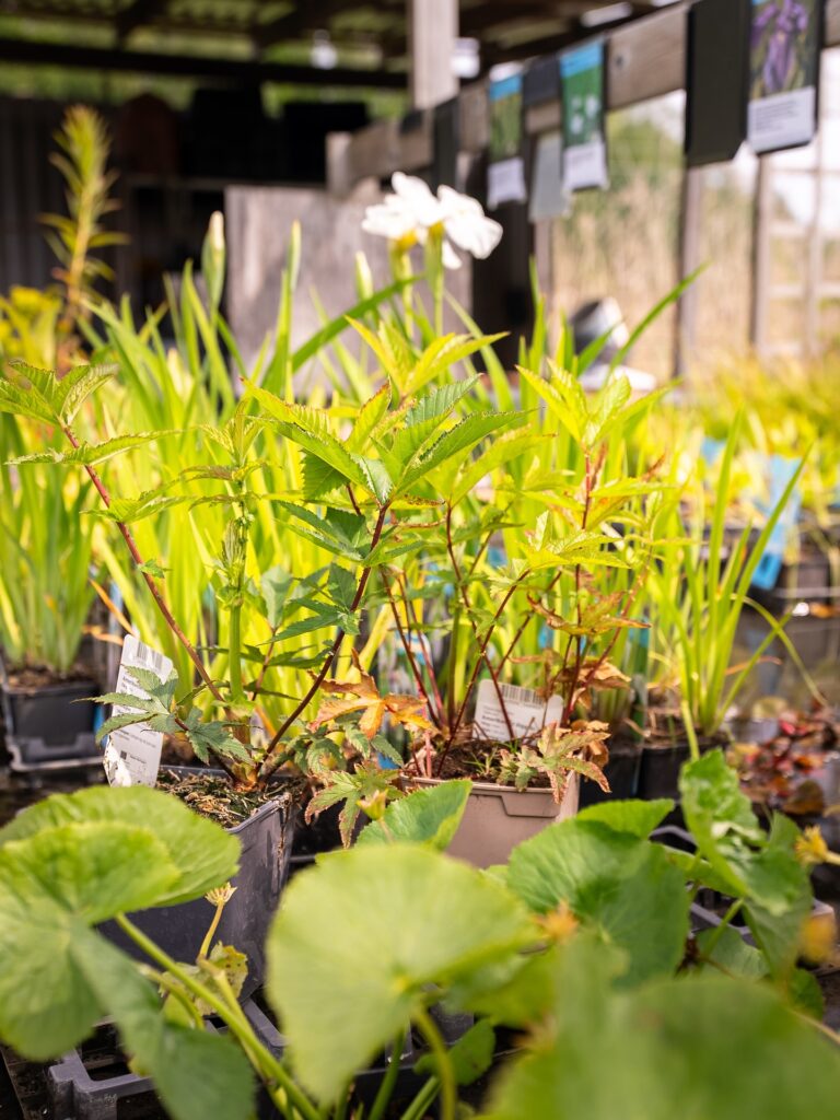 Osmo plantshop 3 768x1024