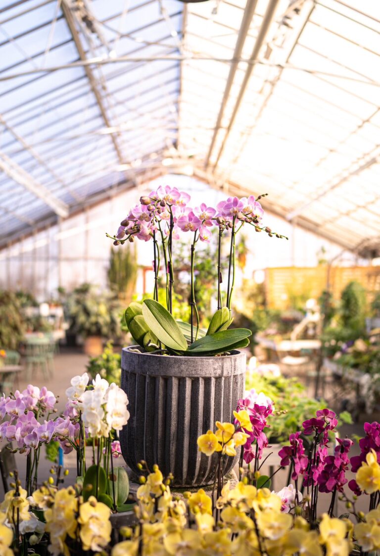 Osmo plantshop logo 7 768x1123