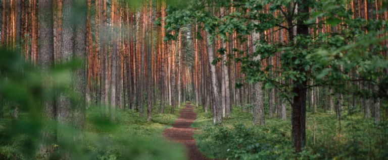 skog. hemsida 768x318