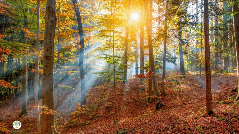 Asa Gefvert Holistisk Coaching 768x432